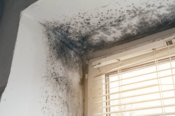 Affordable Mold Remediation solutions in Gasburg, VA